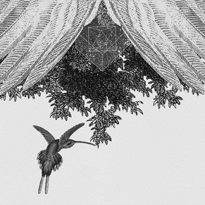 Colibri ~ giclee print