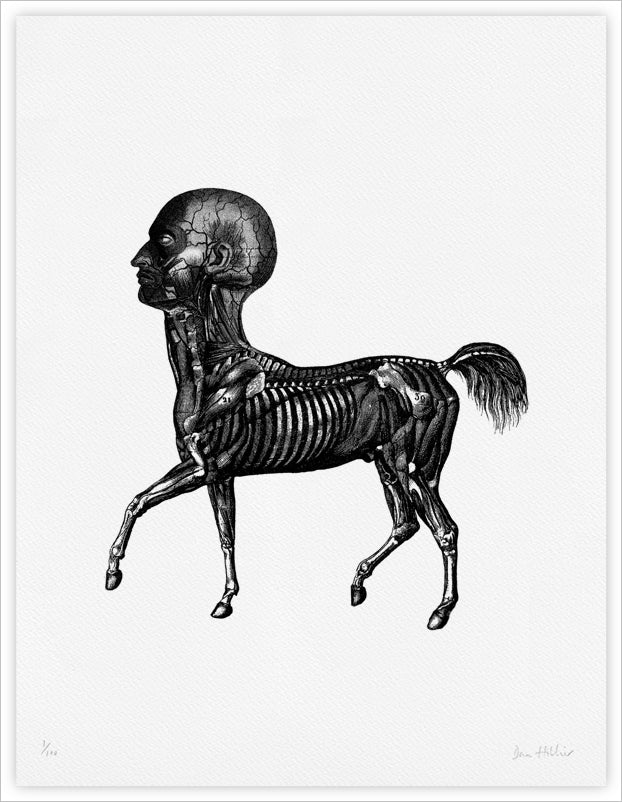 Horse - giclee print
